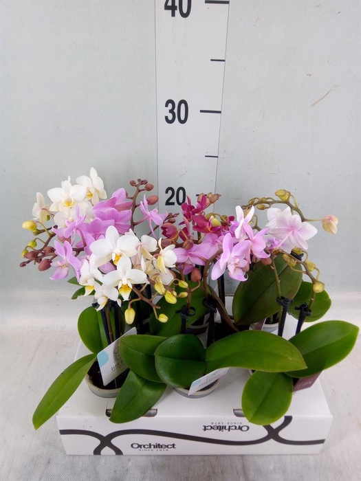 <h4>Phalaenopsis   ...mini</h4>