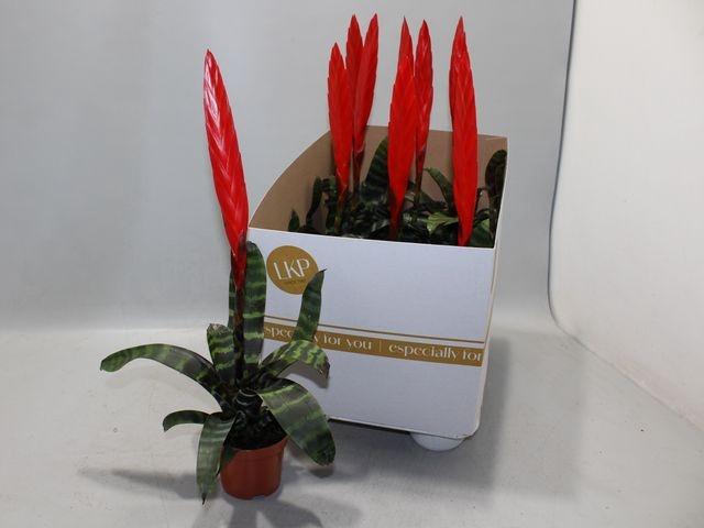 <h4>VRIESEA ERA P9</h4>