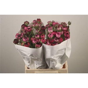 Ran El. Pink Stripes