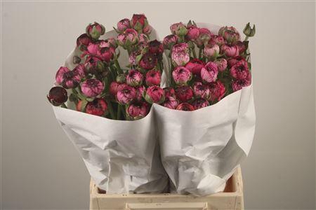 <h4>Ran El. Pink Stripes</h4>