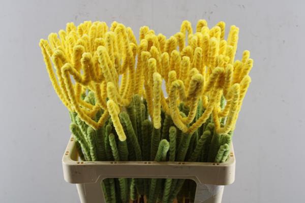 <h4>Droog Tulp Geel</h4>