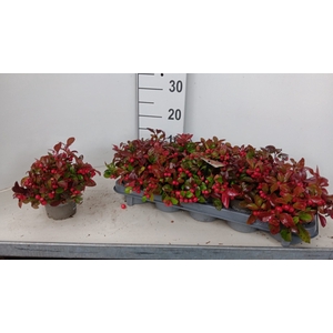 GAULTH PROCUMBENS