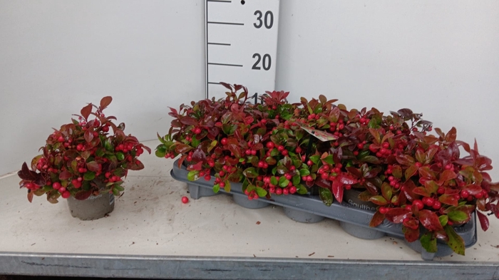 <h4>GAULTH PROCUMBENS</h4>