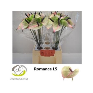 ANTH A # ROMANCE IMP WATER 50CM