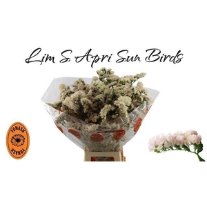 LIM S APRI SUN BIRDS