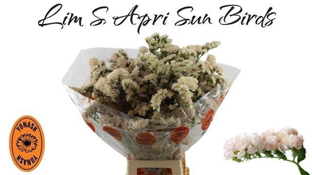<h4>LIM S APRI SUN BIRDS</h4>