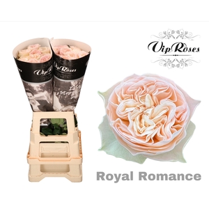 R GR ROYAL ROMANCE