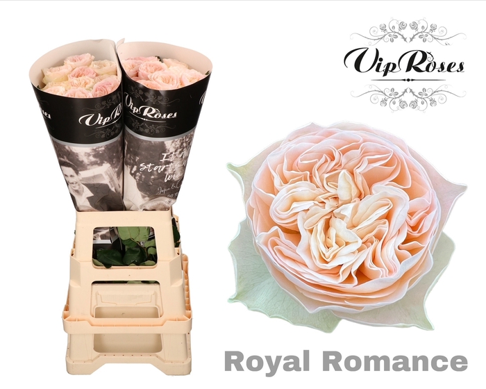 <h4>R GR ROYAL ROMANCE</h4>