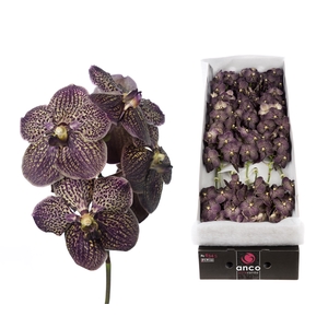 Vanda Chocolate Brown