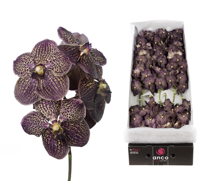 <h4>Vanda Chocolate Brown</h4>