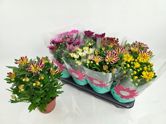 <h4>CHRYS GEM 7 KL</h4>