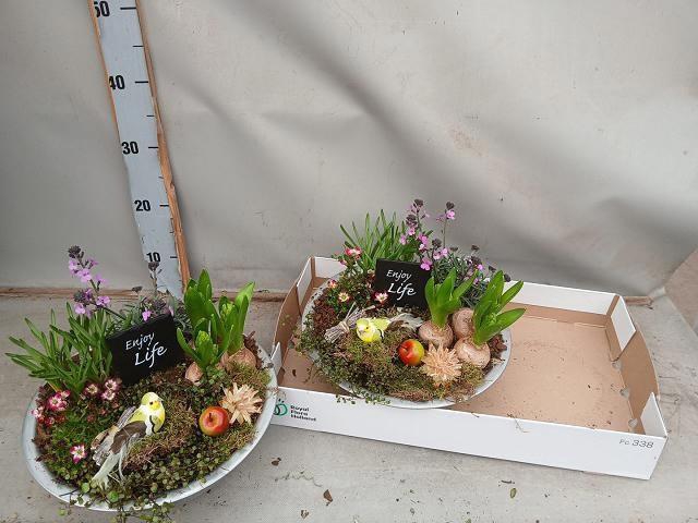 <h4>ARR BOL KNOLGEWAS</h4>