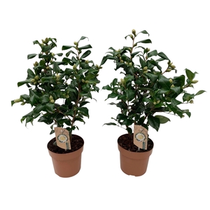 Camellia Brushfield yellow 20-25 knoppen