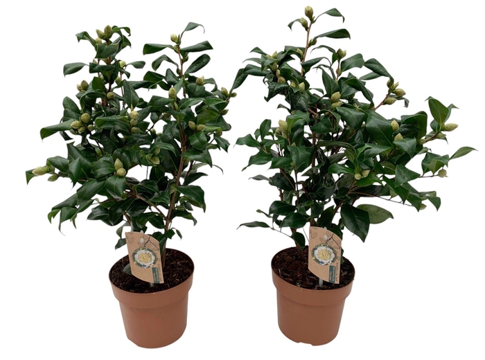 <h4>Camellia Brushfield yellow 20-25 knoppen</h4>