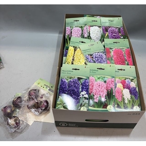 Hyacinthus   ...flowerbulbs