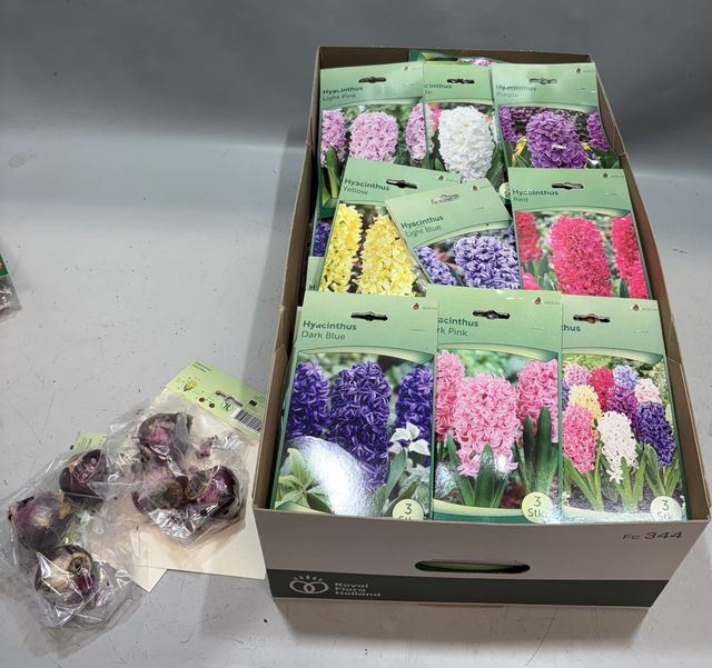 <h4>Hyacinthus   ...flowerbulbs</h4>