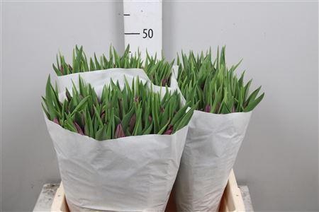 <h4>Tulipa EN 'Purple Valley'</h4>