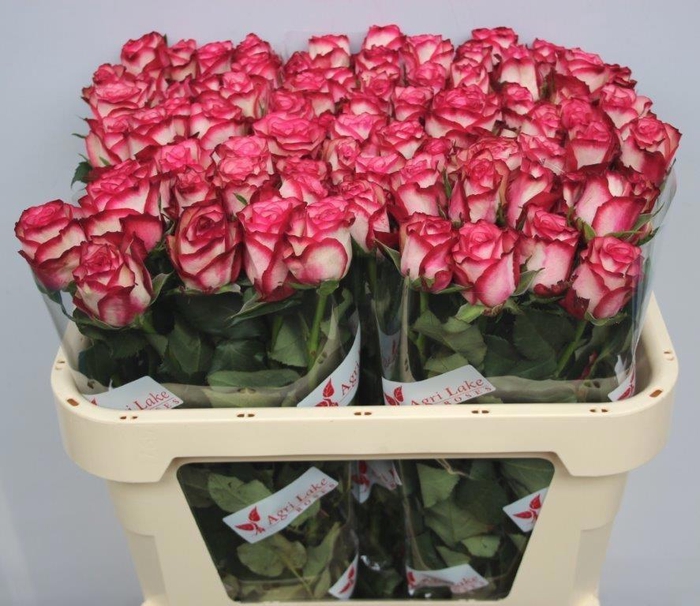 <h4>R GR PALOMA</h4>