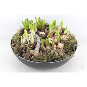 arr4 Bollenmix MB - Coupe black XL los