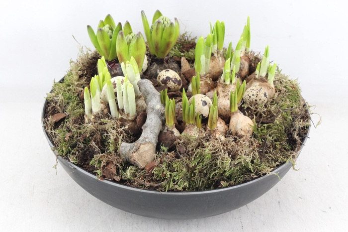 <h4>arr4 Bollenmix MB - Coupe black XL los</h4>