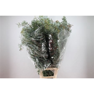 Acacia Baileyana Xxl 450 Gram