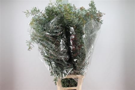 <h4>Acacia Baileyana Xxl 450 Gram</h4>