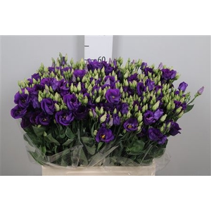 Eus E Picco Violet 65cm