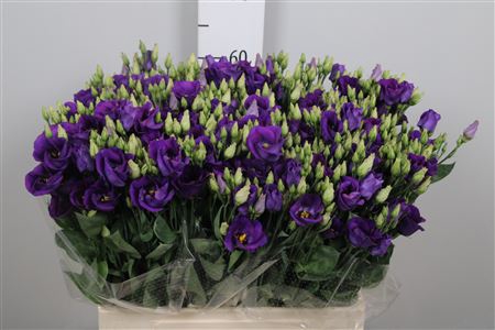 <h4>Eus E Picco Violet 65cm</h4>