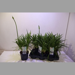 Agapa Amourette Superb Blauw