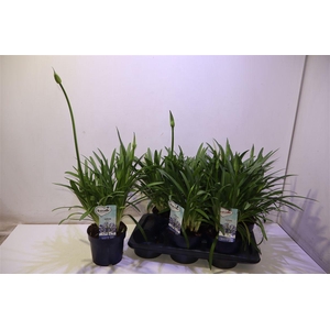 Agapa Amourette Superb Blauw