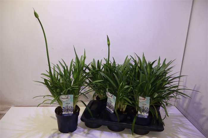 <h4>Agapa Amourette Superb Blauw</h4>