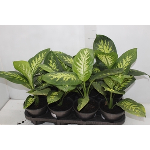 DIEFFENBACHIA TROPIC SNOW P15