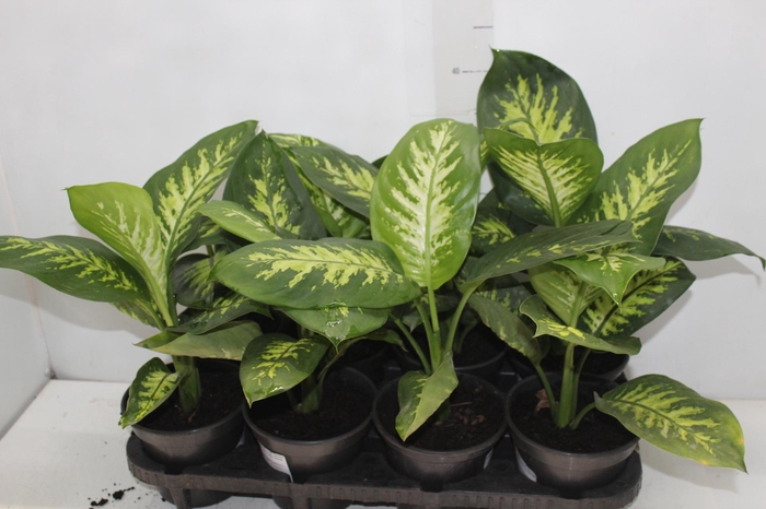 <h4>DIEFFENBACHIA TROPIC SNOW P15</h4>