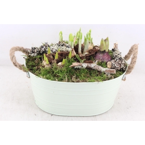 arr4 Narcis PL - Zink ovaal mint groen