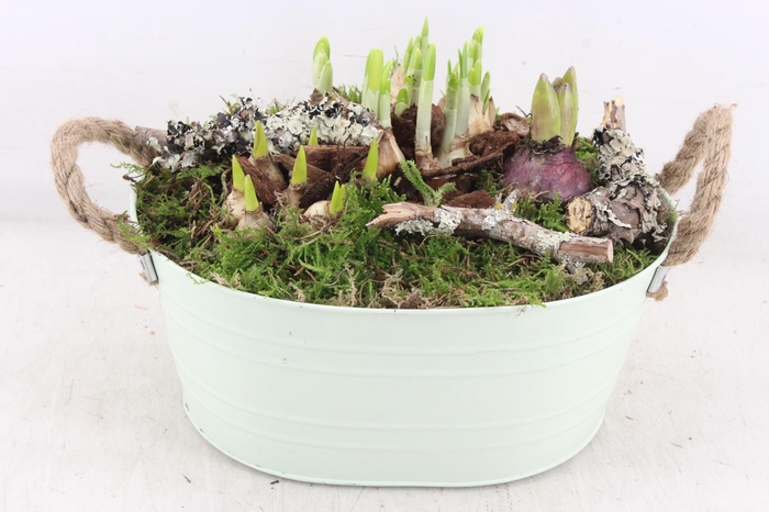 <h4>arr4 Narcis PL - Zink ovaal mint groen</h4>