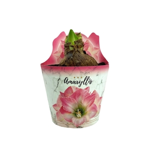 HIPPEAS EXTRA APPLE BLOSSOM P14