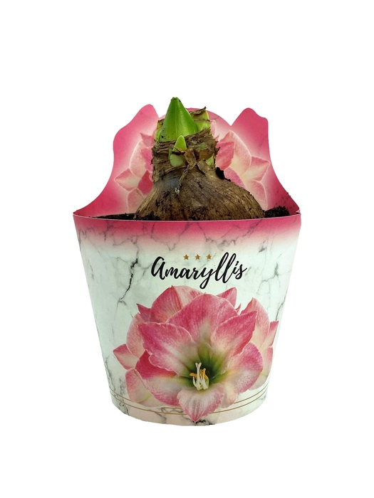<h4>HIPPEAS EXTRA APPLE BLOSSOM P14</h4>