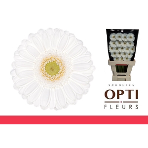 Germini Lobby Diamond