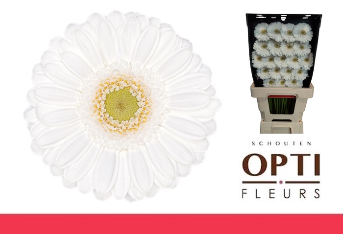 <h4>Germini Lobby Diamond</h4>