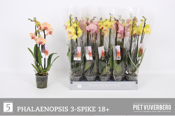 <h4>PHAL OV ORANJE</h4>