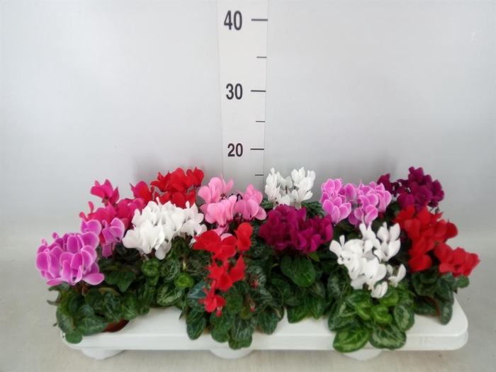 <h4>Cyclamen KL 'Verano'</h4>