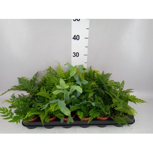 Ferns   ...mix