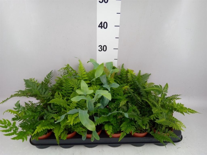 <h4>Ferns   ...mix</h4>