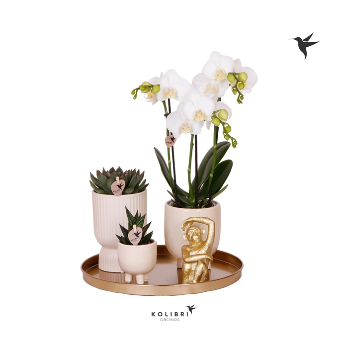 <h4>Kolibri Green up your home Gift Set Le Chic travertine</h4>