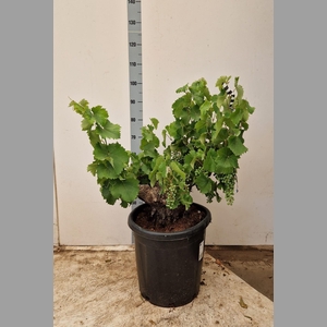 VITIS VINIFERA