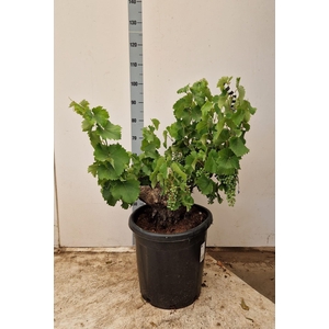 VITIS VINIFERA