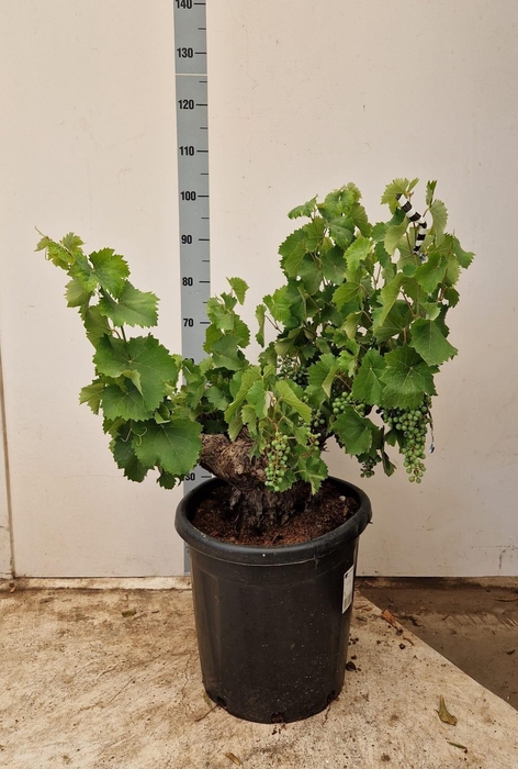 <h4>VITIS VINIFERA</h4>