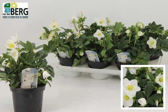 <h4>HELL NI ADVENT STAR</h4>