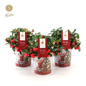 Gaultheria pr. 'Big Berry'® P12 in Zinc Santa