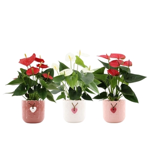 Anthurium 3 color mix in Jolie ceramics